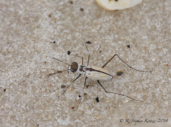 Habroscelimorpha dorsalis